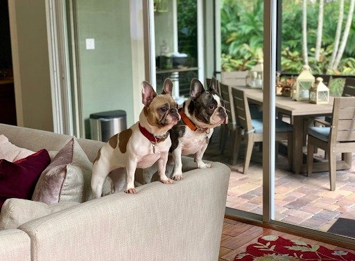 French Bulldogs